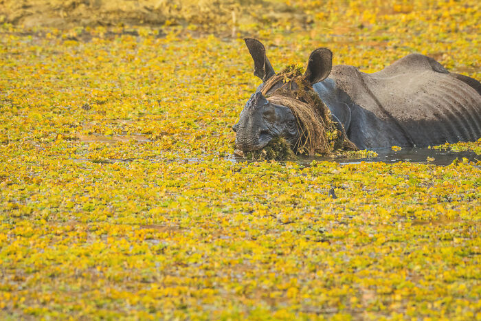 The Nikon Comedy Wildlife Awards Strikes Again With The Most Amazing Photos The Nikon Comedy Wildlife Awards Strikes Again With The Most Amazing Photos