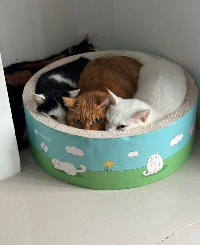 28 Times Animals Were Both Wholesome And Ridiculously Funny, Shared In This Facebook Group (New Pics)