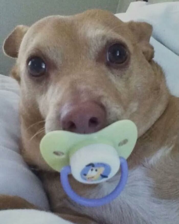 28 Times Animals Were Both Wholesome And Ridiculously Funny, Shared In This Facebook Group (New Pics)