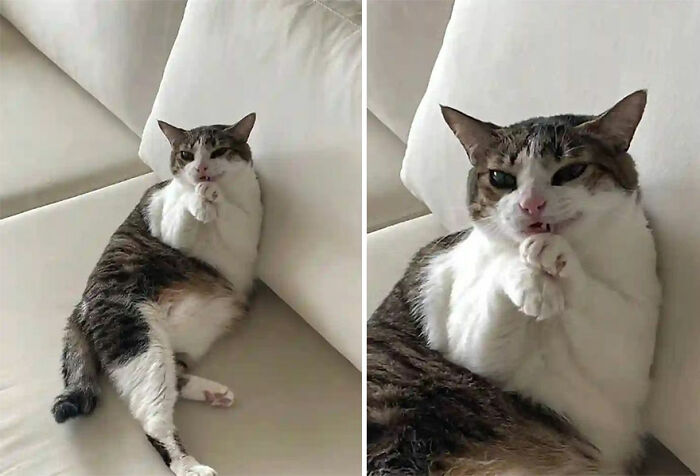 28 Times Animals Were Both Wholesome And Ridiculously Funny, Shared In This Facebook Group (New Pics)
