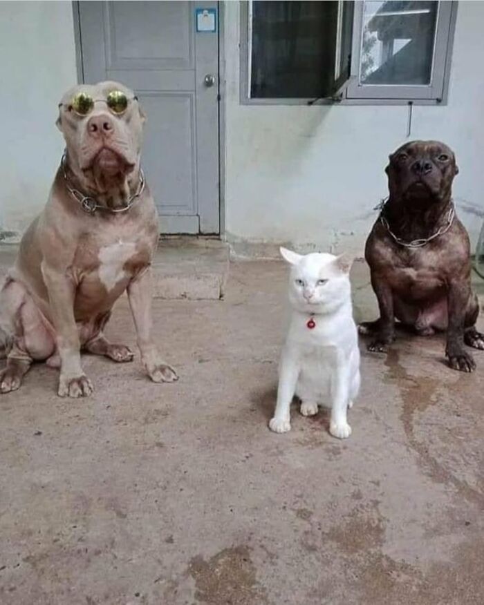 28 Times Animals Were Both Wholesome And Ridiculously Funny, Shared In This Facebook Group (New Pics)