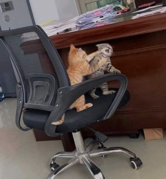 28 Times Animals Were Both Wholesome And Ridiculously Funny, Shared In This Facebook Group (New Pics)