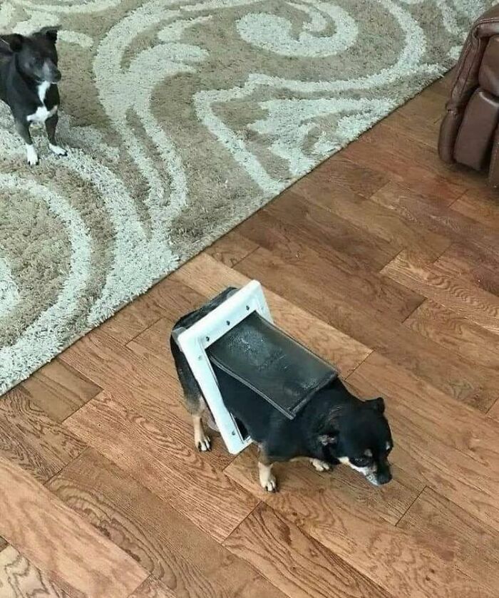 28 Times Animals Were Both Wholesome And Ridiculously Funny, Shared In This Facebook Group (New Pics)