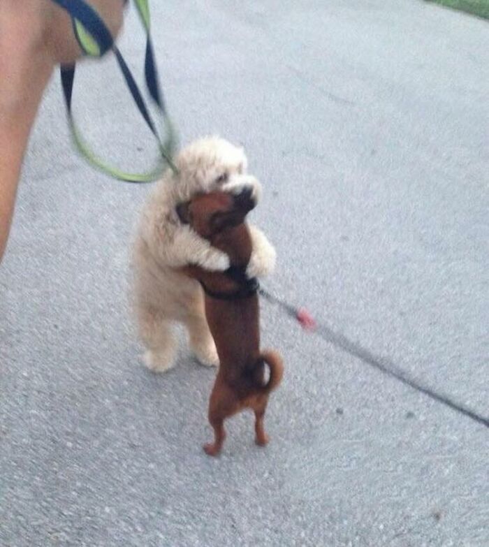 28 Times Animals Were Both Wholesome And Ridiculously Funny, Shared In This Facebook Group (New Pics)