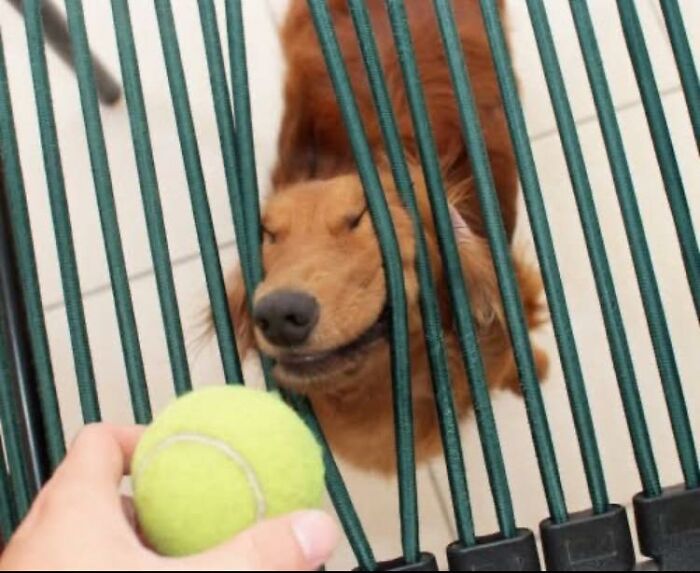 28 Times Animals Were Both Wholesome And Ridiculously Funny, Shared In This Facebook Group (New Pics)