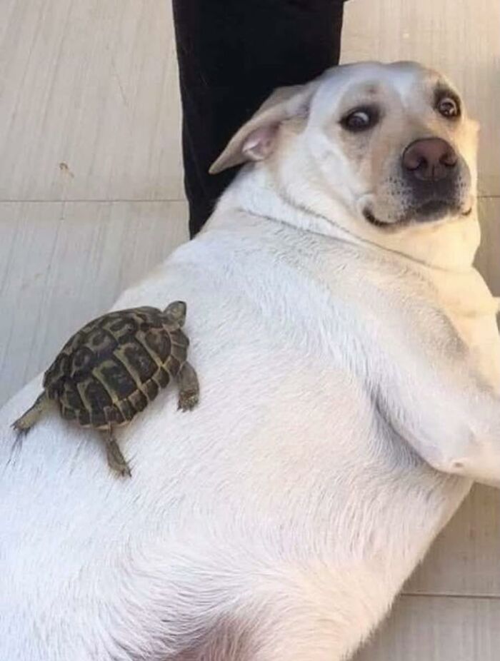 28 Times Animals Were Both Wholesome And Ridiculously Funny, Shared In This Facebook Group (New Pics)