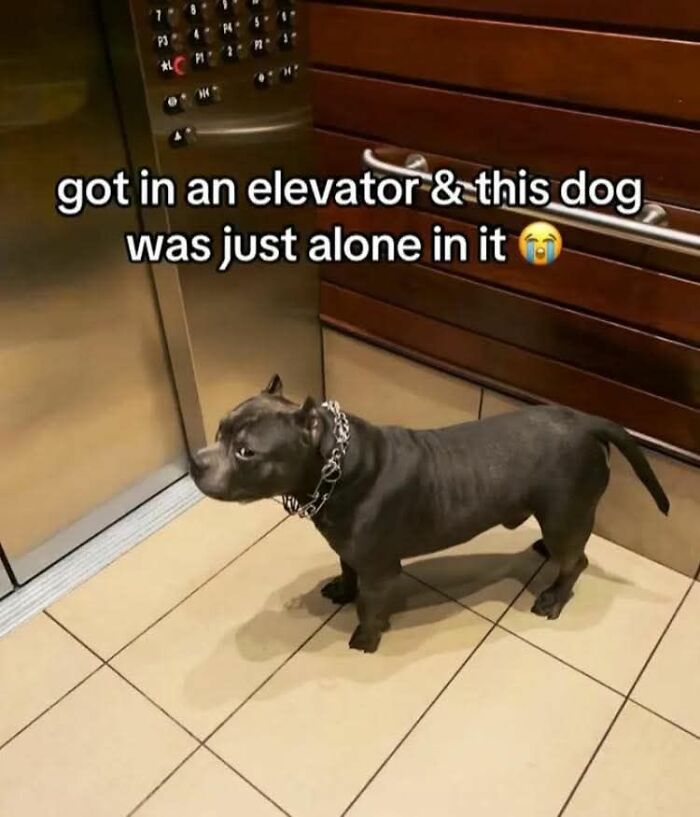 28 Times Animals Were Both Wholesome And Ridiculously Funny, Shared In This Facebook Group (New Pics)