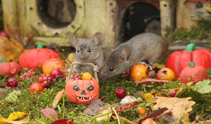 I Started Building Tiny Homes For Wild Mice, Now They Have A Halloween Village (29 Pics) I Started Building Tiny Homes For Wild Mice, Now They Have A Halloween Village (29 Pics)