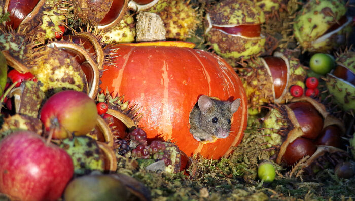 I Started Building Tiny Homes For Wild Mice, Now They Have A Halloween Village (29 Pics) I Started Building Tiny Homes For Wild Mice, Now They Have A Halloween Village (29 Pics)