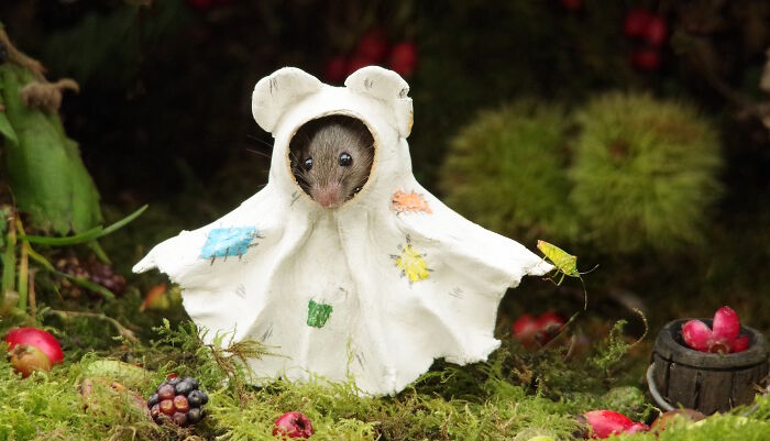 I Started Building Tiny Homes For Wild Mice, Now They Have A Halloween Village (29 Pics) I Started Building Tiny Homes For Wild Mice, Now They Have A Halloween Village (29 Pics)