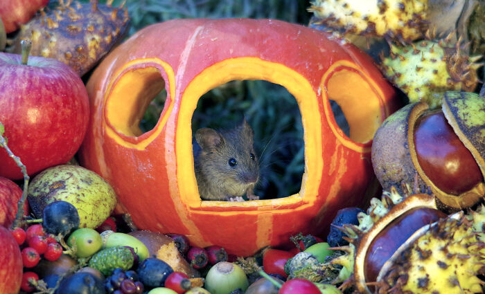 I Started Building Tiny Homes For Wild Mice, Now They Have A Halloween Village (29 Pics) I Started Building Tiny Homes For Wild Mice, Now They Have A Halloween Village (29 Pics)