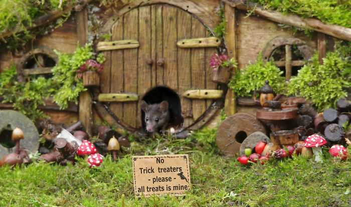 I Started Building Tiny Homes For Wild Mice, Now They Have A Halloween Village (29 Pics) I Started Building Tiny Homes For Wild Mice, Now They Have A Halloween Village (29 Pics)