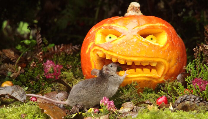 I Started Building Tiny Homes For Wild Mice, Now They Have A Halloween Village (29 Pics) I Started Building Tiny Homes For Wild Mice, Now They Have A Halloween Village (29 Pics)
