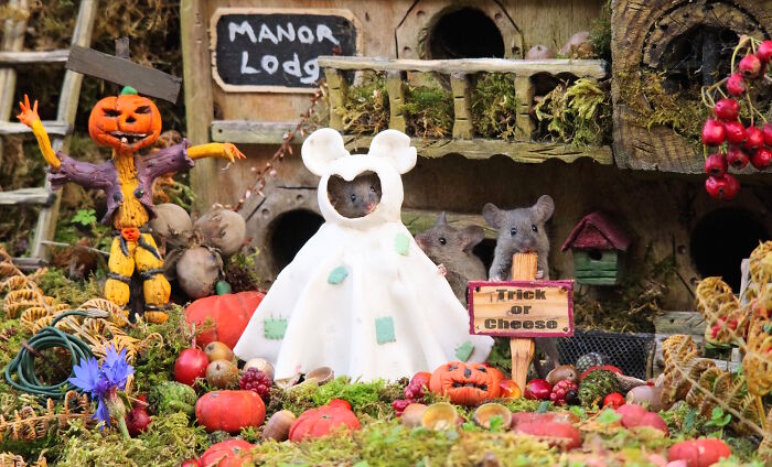 I Started Building Tiny Homes For Wild Mice, Now They Have A Halloween Village (29 Pics) I Started Building Tiny Homes For Wild Mice, Now They Have A Halloween Village (29 Pics)