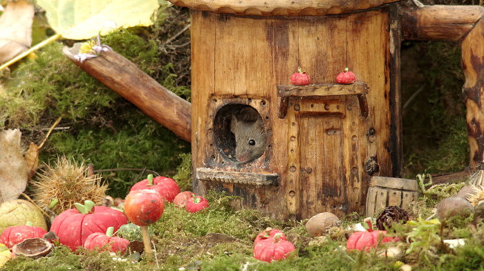 I Started Building Tiny Homes For Wild Mice, Now They Have A Halloween Village (29 Pics) I Started Building Tiny Homes For Wild Mice, Now They Have A Halloween Village (29 Pics)