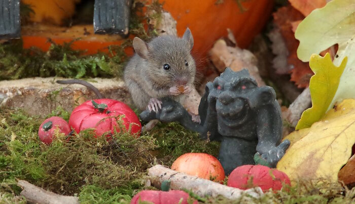 I Started Building Tiny Homes For Wild Mice, Now They Have A Halloween Village (29 Pics) I Started Building Tiny Homes For Wild Mice, Now They Have A Halloween Village (29 Pics)