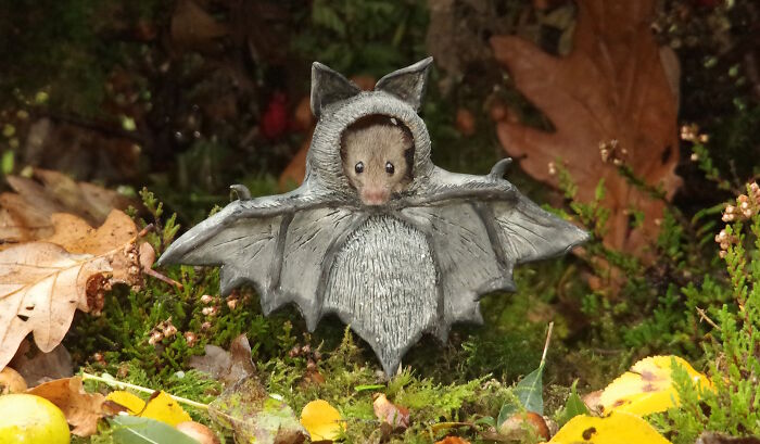 I Started Building Tiny Homes For Wild Mice, Now They Have A Halloween Village (29 Pics) I Started Building Tiny Homes For Wild Mice, Now They Have A Halloween Village (29 Pics)