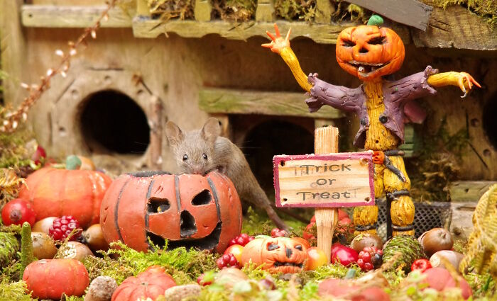 I Started Building Tiny Homes For Wild Mice, Now They Have A Halloween Village (29 Pics) I Started Building Tiny Homes For Wild Mice, Now They Have A Halloween Village (29 Pics)