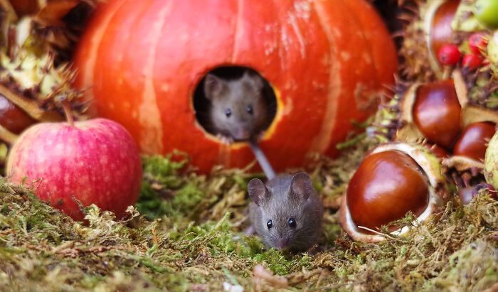 I Started Building Tiny Homes For Wild Mice, Now They Have A Halloween Village (29 Pics) I Started Building Tiny Homes For Wild Mice, Now They Have A Halloween Village (29 Pics)