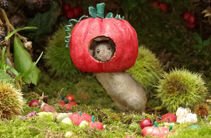 I Started Building Tiny Homes For Wild Mice, Now They Have A Halloween Village (29 Pics) I Started Building Tiny Homes For Wild Mice, Now They Have A Halloween Village (29 Pics)