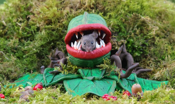 I Started Building Tiny Homes For Wild Mice, Now They Have A Halloween Village (29 Pics) I Started Building Tiny Homes For Wild Mice, Now They Have A Halloween Village (29 Pics)