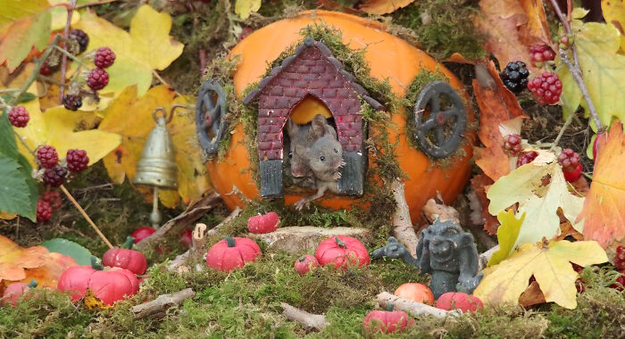 I Started Building Tiny Homes For Wild Mice, Now They Have A Halloween Village (29 Pics) I Started Building Tiny Homes For Wild Mice, Now They Have A Halloween Village (29 Pics)