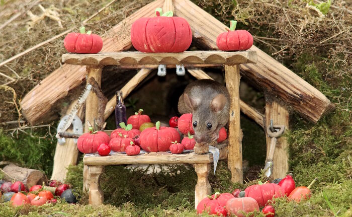 I Started Building Tiny Homes For Wild Mice, Now They Have A Halloween Village (29 Pics) I Started Building Tiny Homes For Wild Mice, Now They Have A Halloween Village (29 Pics)