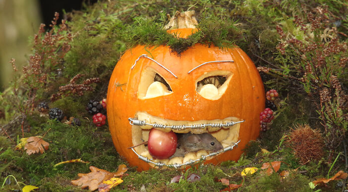 I Started Building Tiny Homes For Wild Mice, Now They Have A Halloween Village (29 Pics) I Started Building Tiny Homes For Wild Mice, Now They Have A Halloween Village (29 Pics)