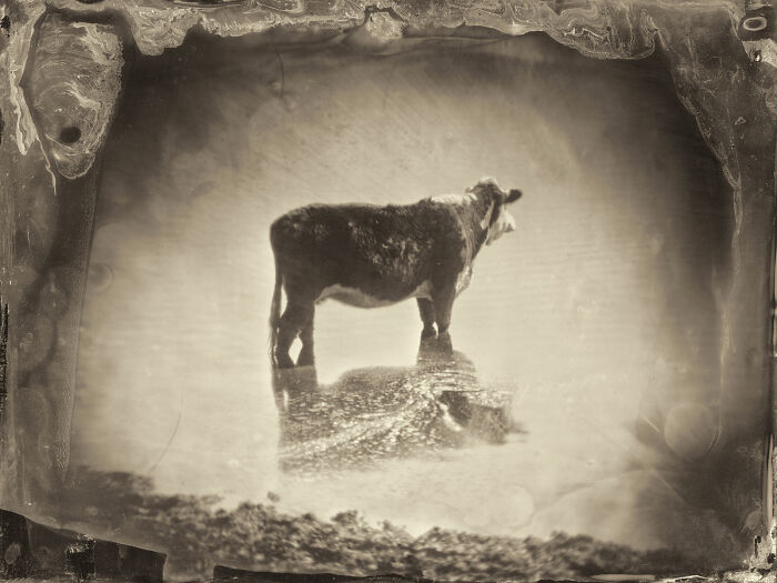 I Followed Oregon’s Tragic 1856 “Trail Of Tears” And Documented It With The Same Photo Process From That Era I Followed Oregon’s Tragic 1856 “Trail Of Tears” And Documented It With The Same Photo Process From That Era