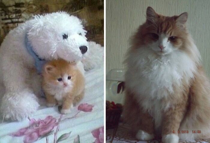 The Best Of ‘Cat Grows’: 50 Heartwarming Transformations From The Community The Best Of ‘Cat Grows’: 50 Heartwarming Transformations From The Community