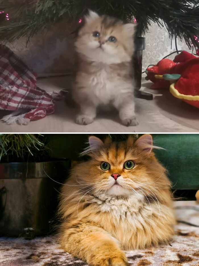 The Best Of ‘Cat Grows’: 50 Heartwarming Transformations From The Community The Best Of ‘Cat Grows’: 50 Heartwarming Transformations From The Community