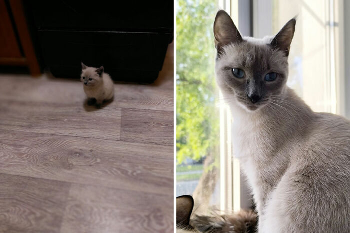 The Best Of ‘Cat Grows’: 50 Heartwarming Transformations From The Community The Best Of ‘Cat Grows’: 50 Heartwarming Transformations From The Community