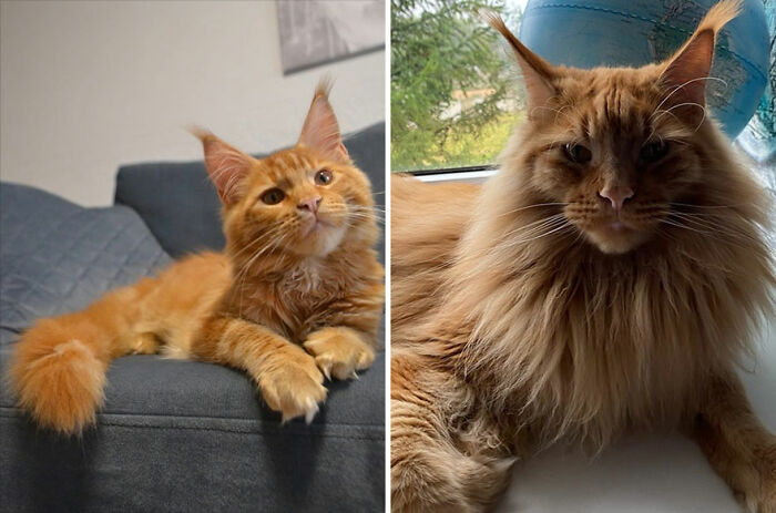 The Best Of ‘Cat Grows’: 50 Heartwarming Transformations From The Community The Best Of ‘Cat Grows’: 50 Heartwarming Transformations From The Community