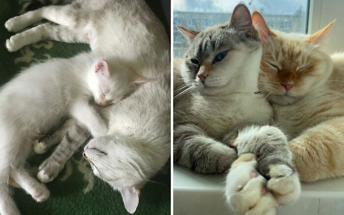 The Best Of ‘Cat Grows’: 50 Heartwarming Transformations From The Community The Best Of ‘Cat Grows’: 50 Heartwarming Transformations From The Community