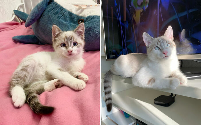 The Best Of ‘Cat Grows’: 50 Heartwarming Transformations From The Community The Best Of ‘Cat Grows’: 50 Heartwarming Transformations From The Community
