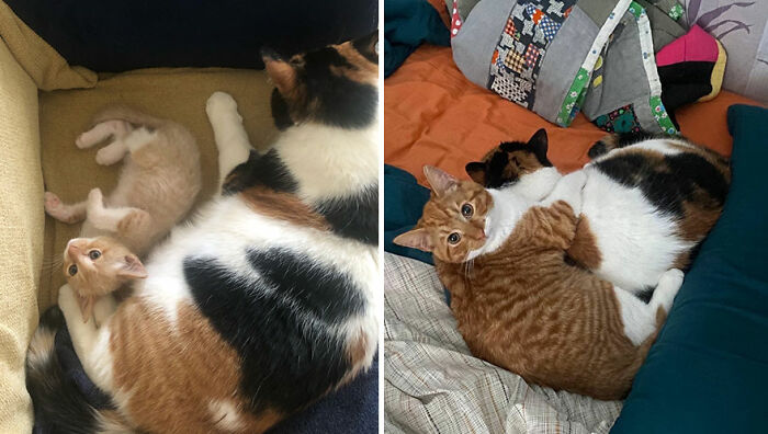 The Best Of ‘Cat Grows’: 50 Heartwarming Transformations From The Community The Best Of ‘Cat Grows’: 50 Heartwarming Transformations From The Community