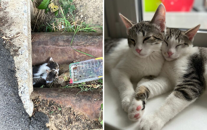 The Best Of ‘Cat Grows’: 50 Heartwarming Transformations From The Community The Best Of ‘Cat Grows’: 50 Heartwarming Transformations From The Community
