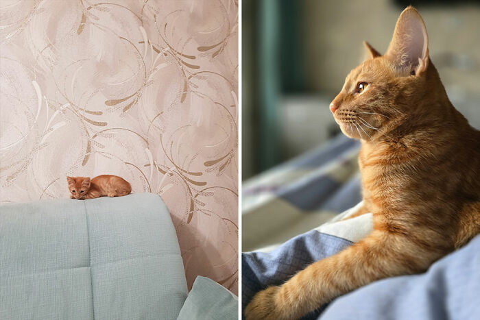 The Best Of ‘Cat Grows’: 50 Heartwarming Transformations From The Community The Best Of ‘Cat Grows’: 50 Heartwarming Transformations From The Community