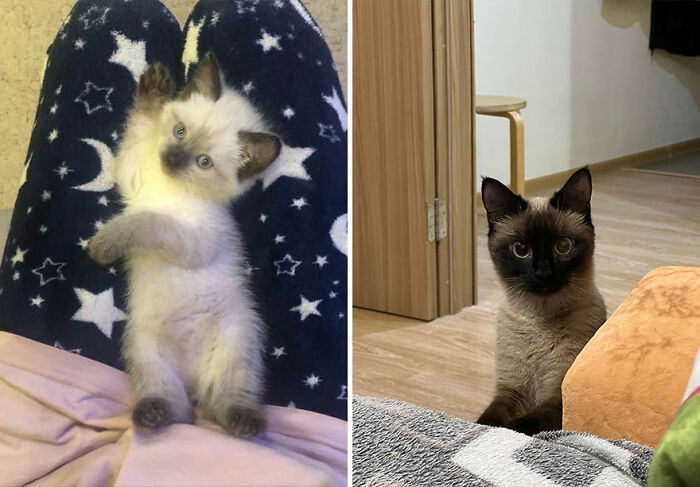 The Best Of ‘Cat Grows’: 50 Heartwarming Transformations From The Community The Best Of ‘Cat Grows’: 50 Heartwarming Transformations From The Community