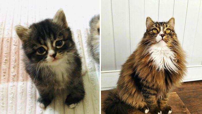 The Best Of ‘Cat Grows’: 50 Heartwarming Transformations From The Community The Best Of ‘Cat Grows’: 50 Heartwarming Transformations From The Community