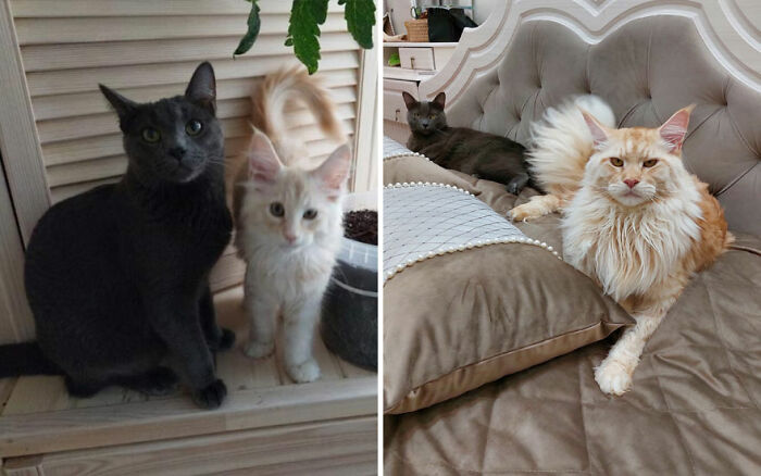The Best Of ‘Cat Grows’: 50 Heartwarming Transformations From The Community The Best Of ‘Cat Grows’: 50 Heartwarming Transformations From The Community