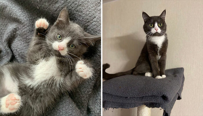 The Best Of ‘Cat Grows’: 50 Heartwarming Transformations From The Community The Best Of ‘Cat Grows’: 50 Heartwarming Transformations From The Community