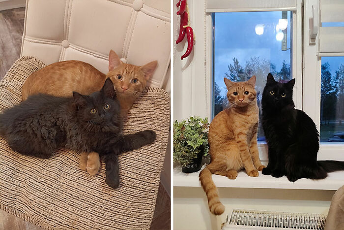 The Best Of ‘Cat Grows’: 50 Heartwarming Transformations From The Community The Best Of ‘Cat Grows’: 50 Heartwarming Transformations From The Community