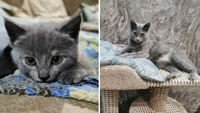 The Best Of ‘Cat Grows’: 50 Heartwarming Transformations From The Community The Best Of ‘Cat Grows’: 50 Heartwarming Transformations From The Community