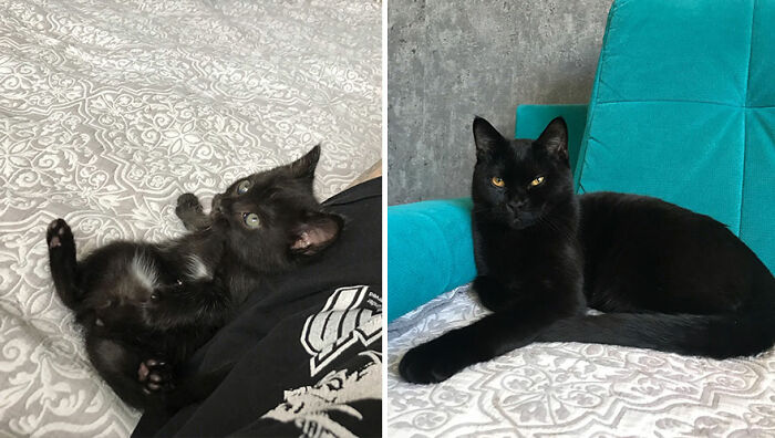 The Best Of ‘Cat Grows’: 50 Heartwarming Transformations From The Community The Best Of ‘Cat Grows’: 50 Heartwarming Transformations From The Community