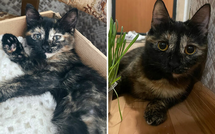 The Best Of ‘Cat Grows’: 50 Heartwarming Transformations From The Community The Best Of ‘Cat Grows’: 50 Heartwarming Transformations From The Community