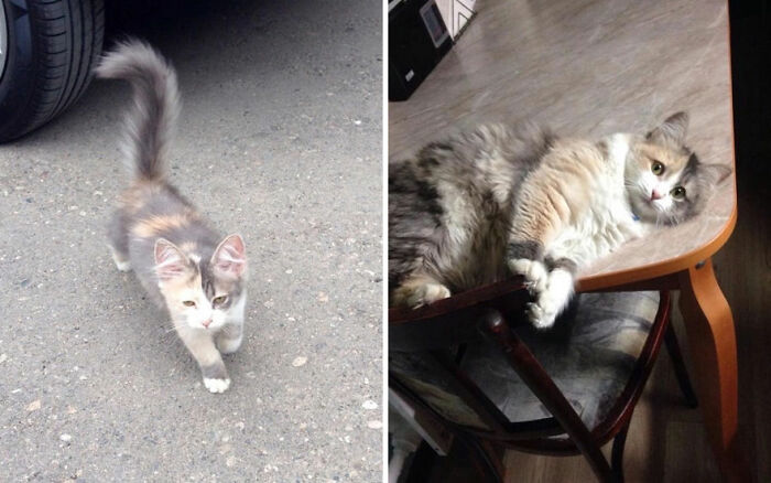 The Best Of ‘Cat Grows’: 50 Heartwarming Transformations From The Community The Best Of ‘Cat Grows’: 50 Heartwarming Transformations From The Community