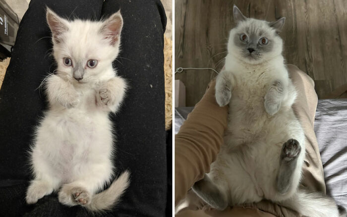 The Best Of ‘Cat Grows’: 50 Heartwarming Transformations From The Community The Best Of ‘Cat Grows’: 50 Heartwarming Transformations From The Community