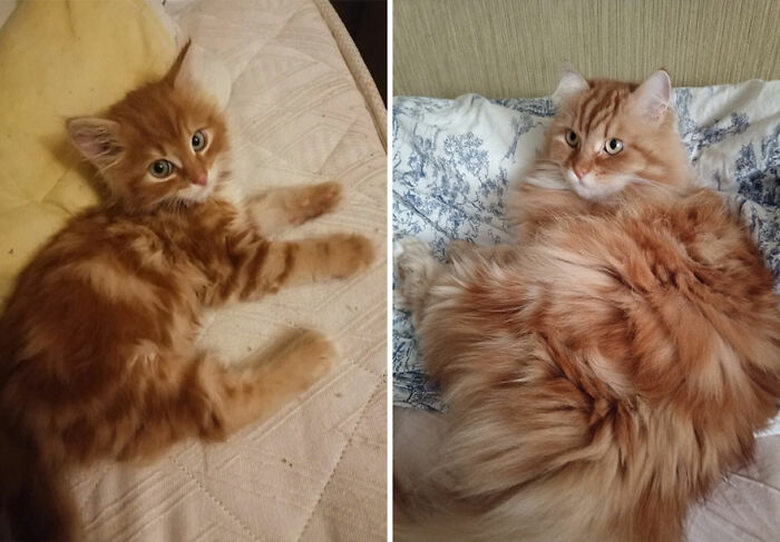 The Best Of ‘Cat Grows’: 50 Heartwarming Transformations From The Community The Best Of ‘Cat Grows’: 50 Heartwarming Transformations From The Community