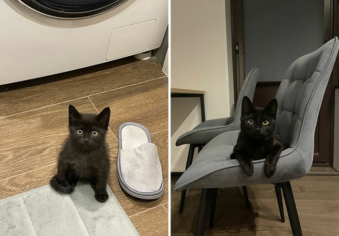 The Best Of ‘Cat Grows’: 50 Heartwarming Transformations From The Community The Best Of ‘Cat Grows’: 50 Heartwarming Transformations From The Community